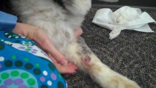 hot spot on dog paw home remedy