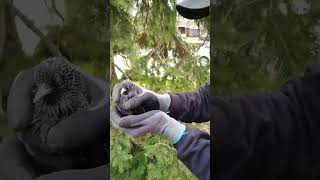European Starling Released from Home Vent #WildlifeRelease #EuropeanStarling #HumaneRemoval