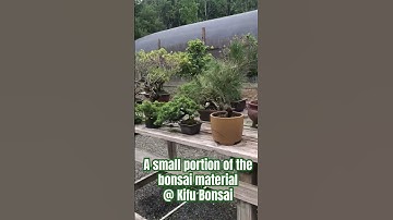 #shorts #bonsai #plants #gardening There’s just so many bonsai trees to pick from!