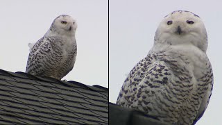 Rare Snowy Owl Spotted in Southern California