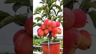 Apples on a very pretty little tree | shortvideo shortfeed nature viral fruit