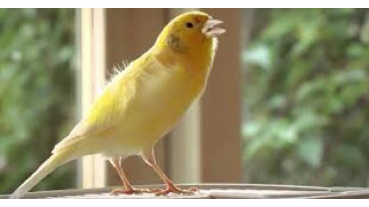 Canto de canarios para estimular el canto de canarios o música para canarios Aviario Feryka