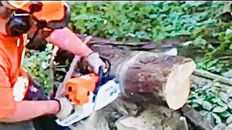 Cutting black locust with Stihl MS 460