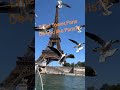 #effieltower #paris #trending #trendingshorts #viral