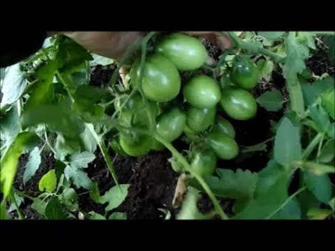 Как вырастить море томатов на пасынках!!!Укоренение пасынков Советы по выращиванию от А до Я