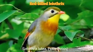 Red billed Leiothrix, Leiothrix lutea, Pekin Robin