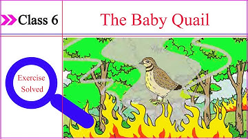 [Story] The Baby Quail | Solved Exercise | English | Class 6