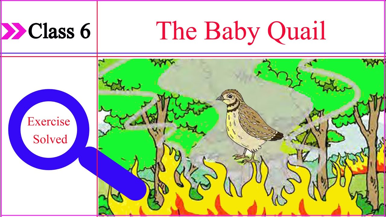 [Story] The Baby Quail | Solved Exercise | English | Class 6 - YouTube