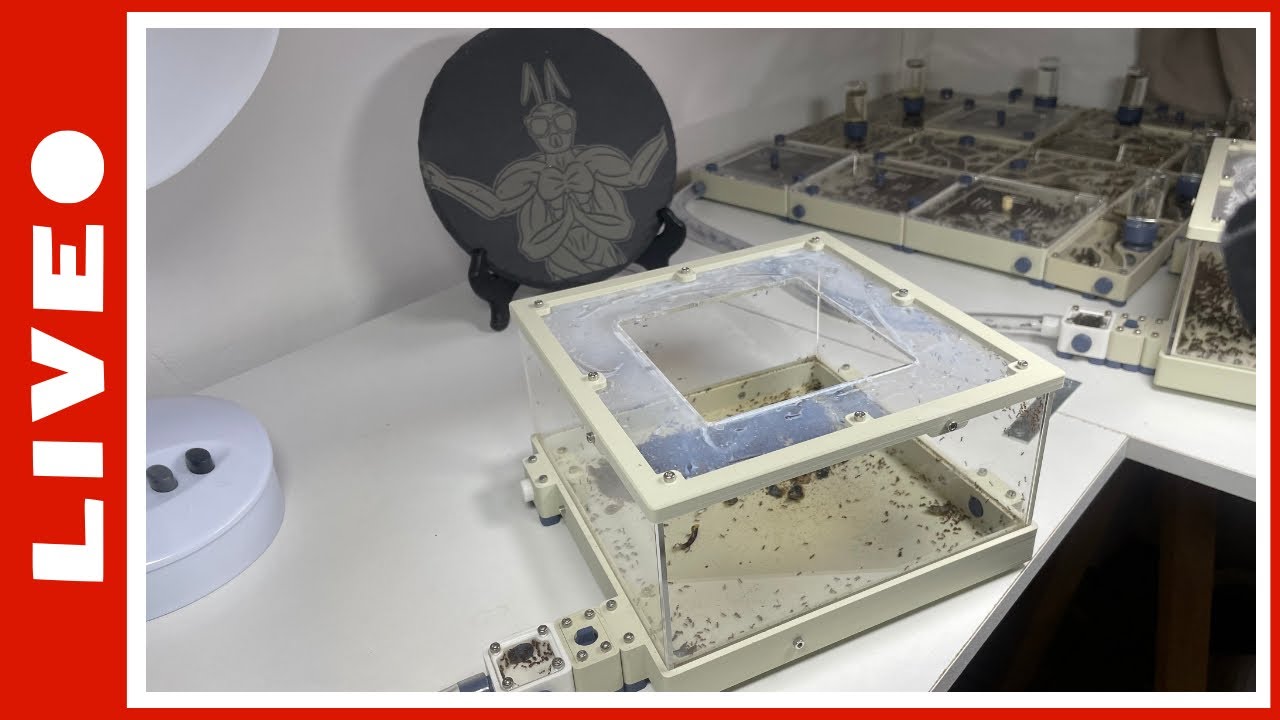 Nourrissage des Pheidole pallidula ! + tirage au sort concours AF [26/08/2025]