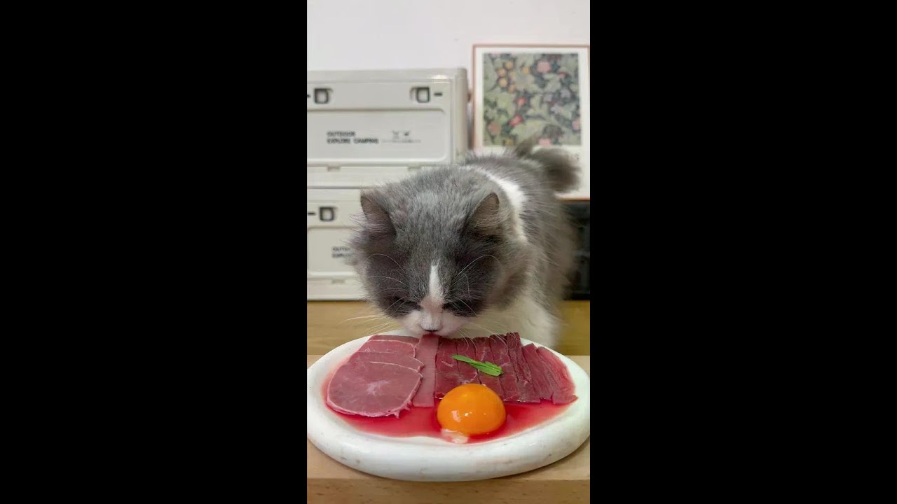 A dish of divine cat food is ready to serve 🥣 