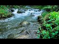 Beautiful Birds Singing by the Stream, Relaxing ASMR Sounds