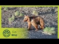 Tracing the Gobi Bear | Go Wild