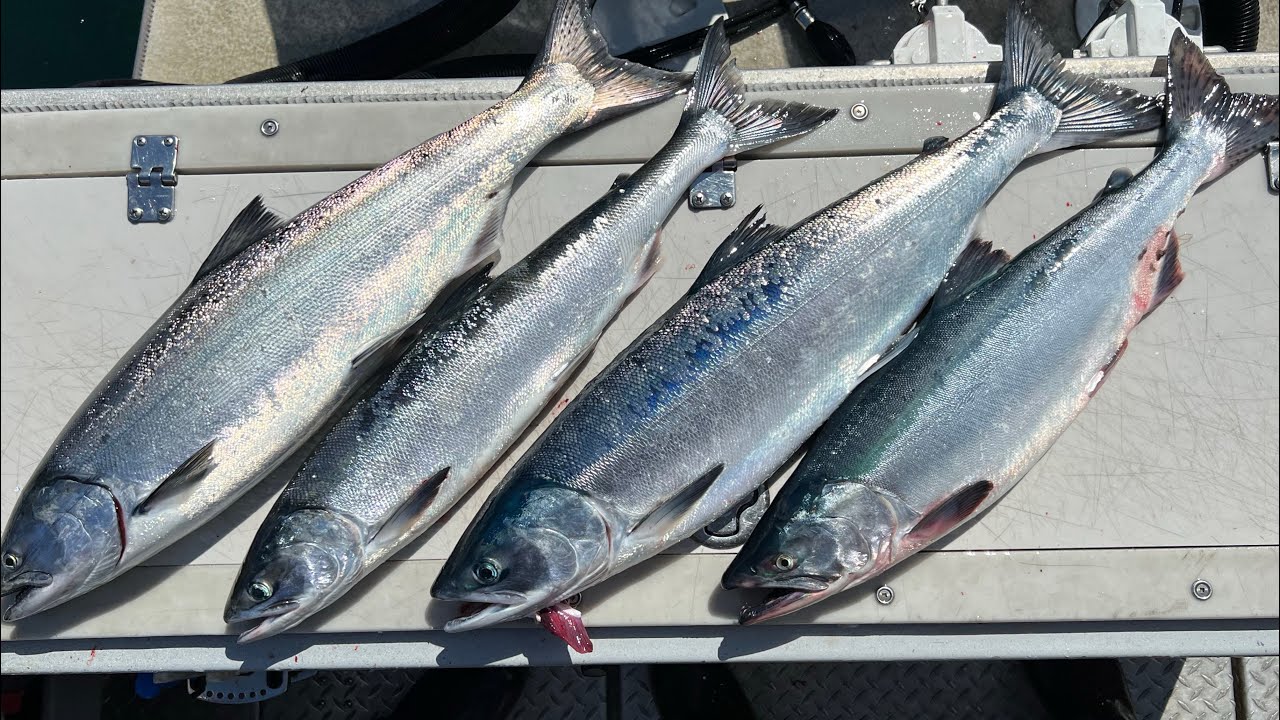 Salmon Fishing In Pony Cove Resurrection Bay Alaska YouTube