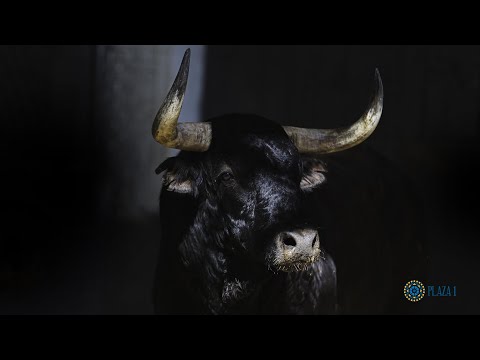 SORTEO | Corrida toros 18 mayo, Pedraza de Yeltes