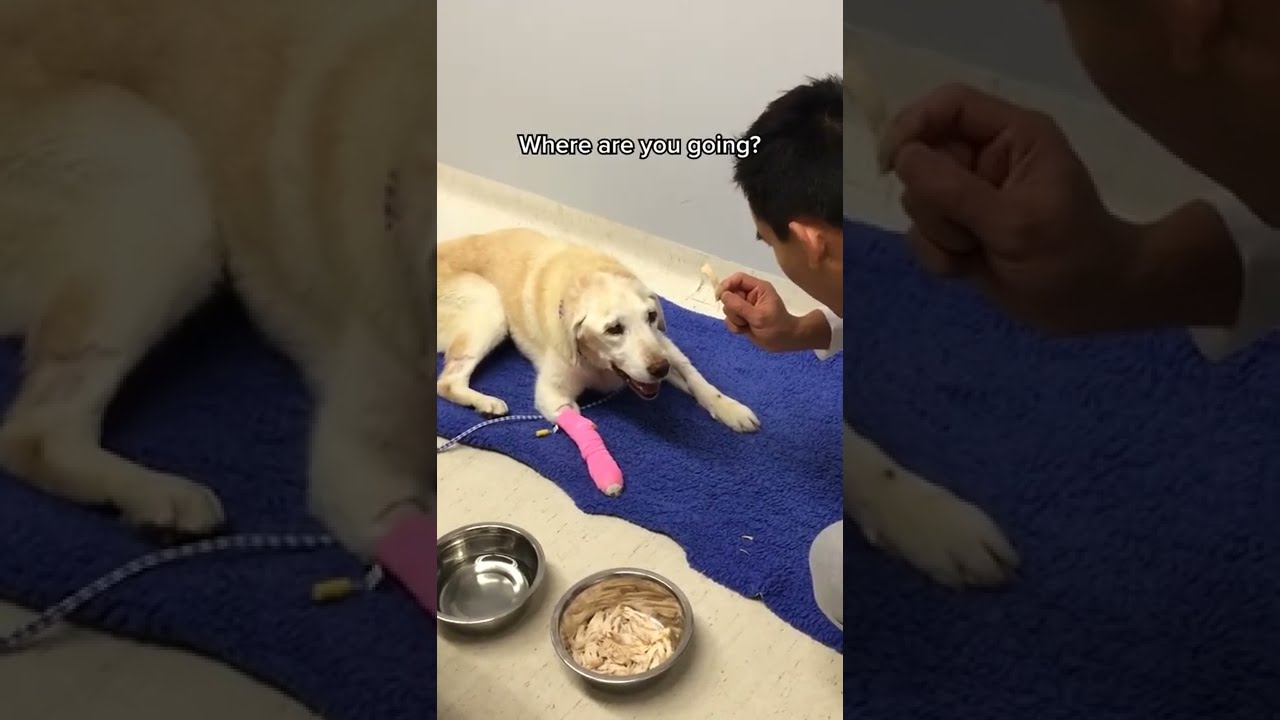 Goodbyes aren't forever 🐶❤️ 