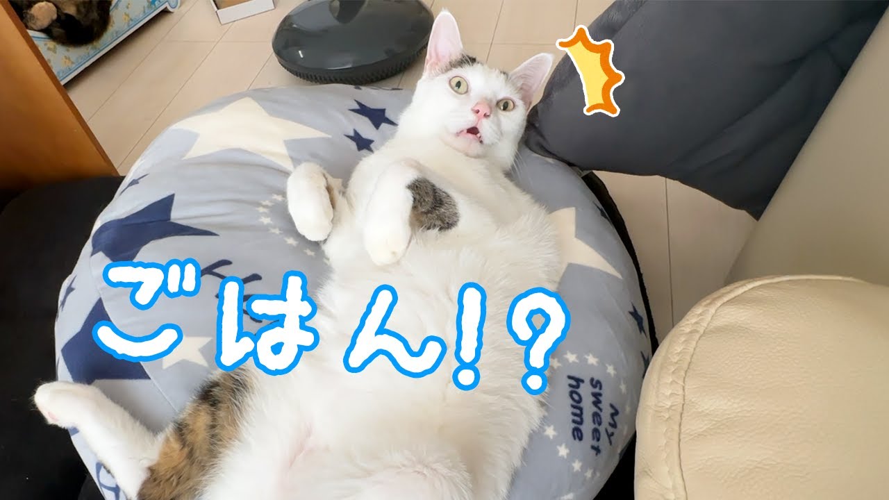 お昼ごはんの時間だと気付いた猫がこちら！