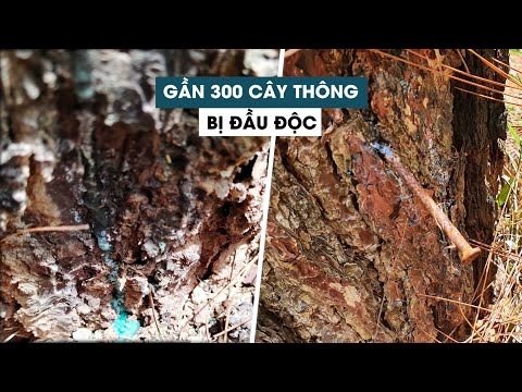 Video Gần 300 cây thông cổ thụ ở Quảng nam bị 'đầu độc' bằng... - youtube