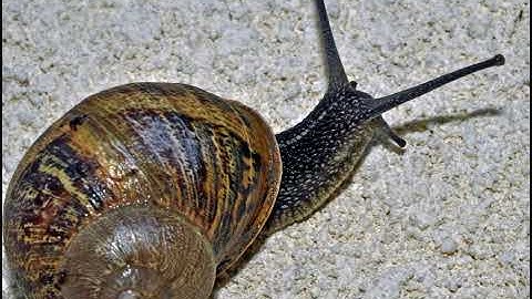 xocolat glock - flixbus