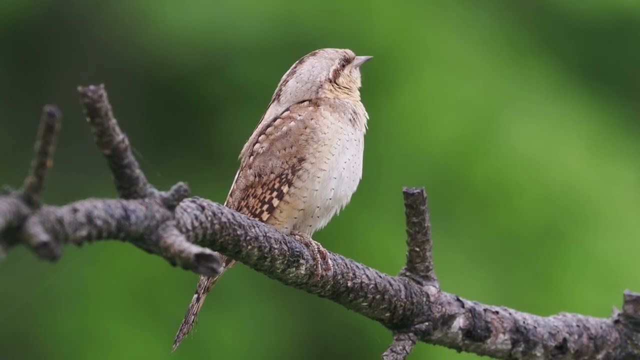 The Eurasian wryneck or northern wryneck, Jynx torquilla