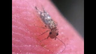 Scaley-winged Barklouse - Lepidopsocidae by Western Australian Insect Study Society 83 views 1 year ago 54 seconds