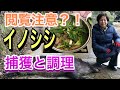 野生のイノシシ捕獲とジビエ料理