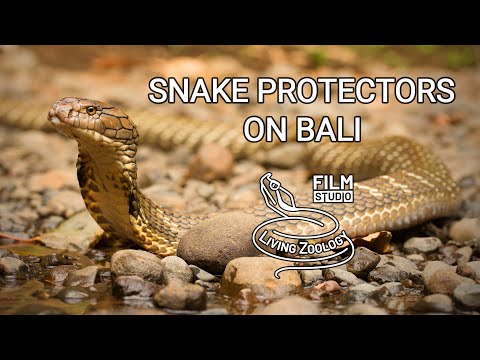 Are There Snakes In Bali Ubud