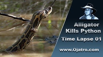 Alligator Attacks Python Time Lapse 01
