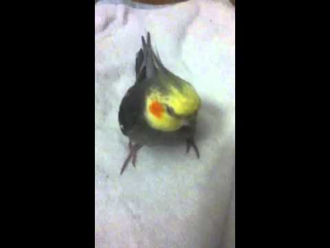 Video: Hvordan Man Behandler Cockatiel