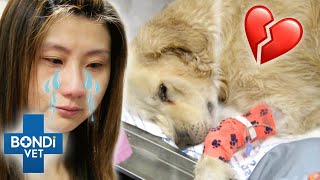 Emotional Goodbye To Dog: Golden Retriever Hit By Deadly Heat Stroke  | Bondi Vet Clips | Bondi Vet