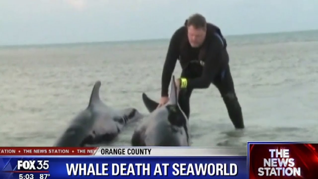 Pilot whale dies at SeaWorld Orlando YouTube
