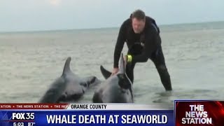 Pilot whale dies at SeaWorld Orlando