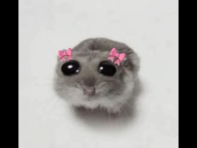 [Girlfriend ASMR] Getting Your First Pet Together 💖 Cuddles | Sweet | Wholesome | Comfort