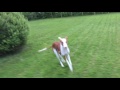 Freedom !! IBIZAN HOUND の動画、YouTube動画。