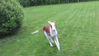 Freedom !! IBIZAN HOUND