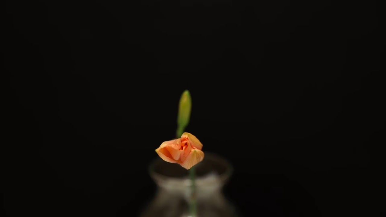 Time lapse - Orange Day Lily blooming