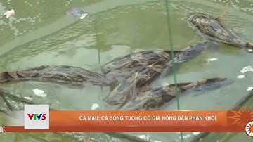 CÀ MAU: CÁ BỐNG TƯỢNG CÓ GIÁ NÔNG DÂN PHẤN KHỞI | VTV5