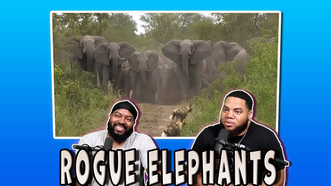 Когда животные связались не с тем противником (реакция)