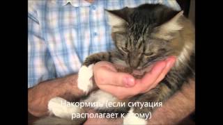 Как помочь животному на улице?! Как помочь животному на улице?!