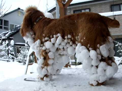 エール君の雪玉まつり Avi Youtube エール君の雪玉まつり Avi Youtube