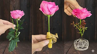 Just one banana peel! Purple roses grow roots like crazy and bloom forever.
