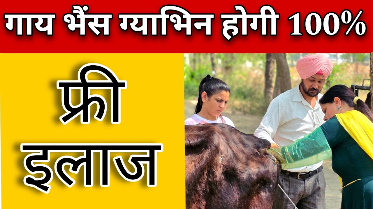 पशुओं में रीपीट ब्रीडिंग का 100% इलाज | ग्याभिन न ठहरना | repeat breeding solution