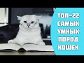 ТОП-22 самых умных пород кошек в мире