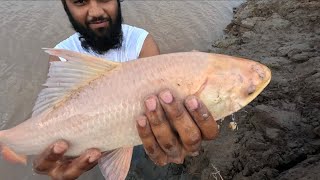 “Hidden Jungle River Fishing – Monster Red Rohu Caught!”