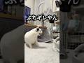 抱っこした瞬間ブチギレる猫