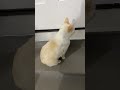 HeiHei Runs to Tell Mom: Cleo Is Stuck in the Garage Again 😿#shorts #funnycats