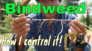 Bindweed control on our site