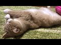だいちゃんの得意芸『オッぴろげー』【猫日記こむぎ＆だいず】2020 01 31