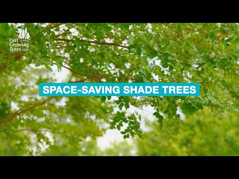Video: Sutheastern Shade Trees – Výber južných tieňových stromov na udržanie chladu