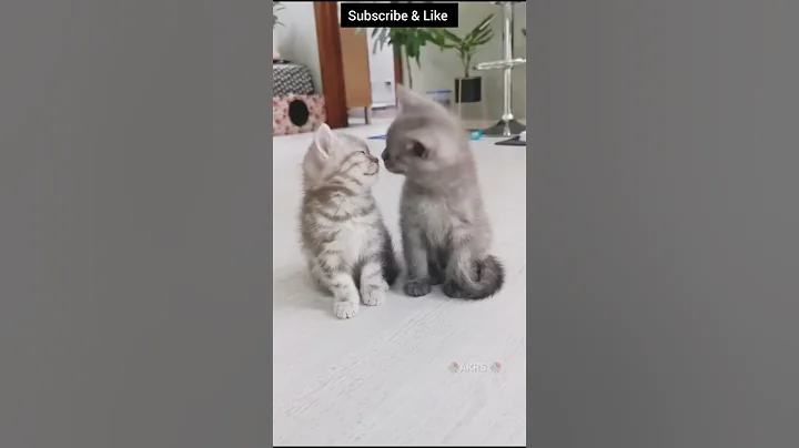 Video 11090191: cute maine coon kitten, cute persian kitten, cat meow kitten pets, kitten funny meow pets, kitten cute animals