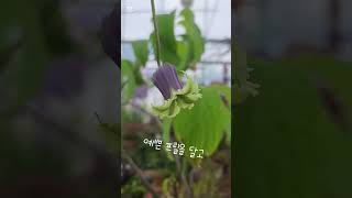 #애기똥풀야생화 #벨 클레마티스 #종으아리 #덩쿨식물